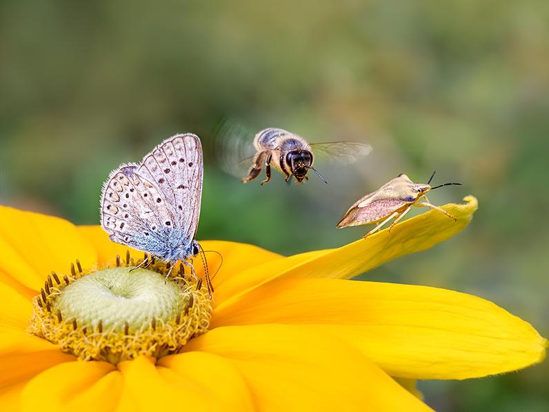 Insect biodiversity on a flower, a butterfly common blue (Polyommatus icarus), a bee (Anthophila) in flight and a shield bug (Carpocoris fuscispinus) on a Rudbeckia