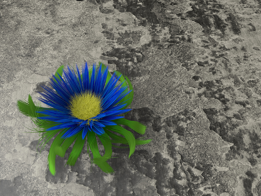 Resilience to Thrive Coaching bright blue flower with green leaves growing on a dark gray rock - toughness, strength, resilience, resistance concept