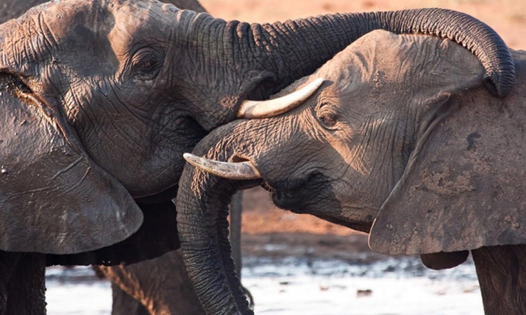 2 Elephants hugging with trunks