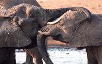 2 Elephants hugging with trunks