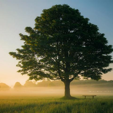 Mental Health Literacy Course