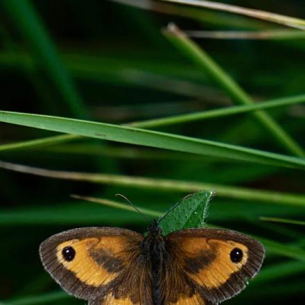 Intersectionality Tools A Butterfly on Green Grass