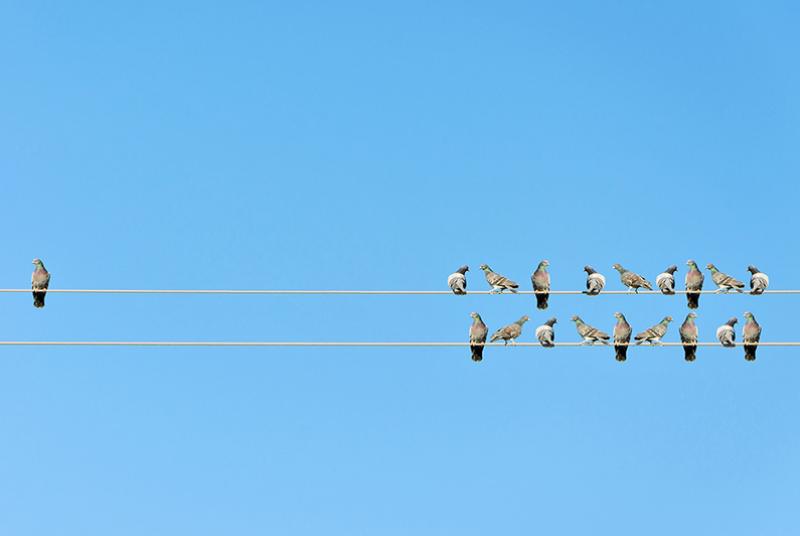 Birds on telephone lines